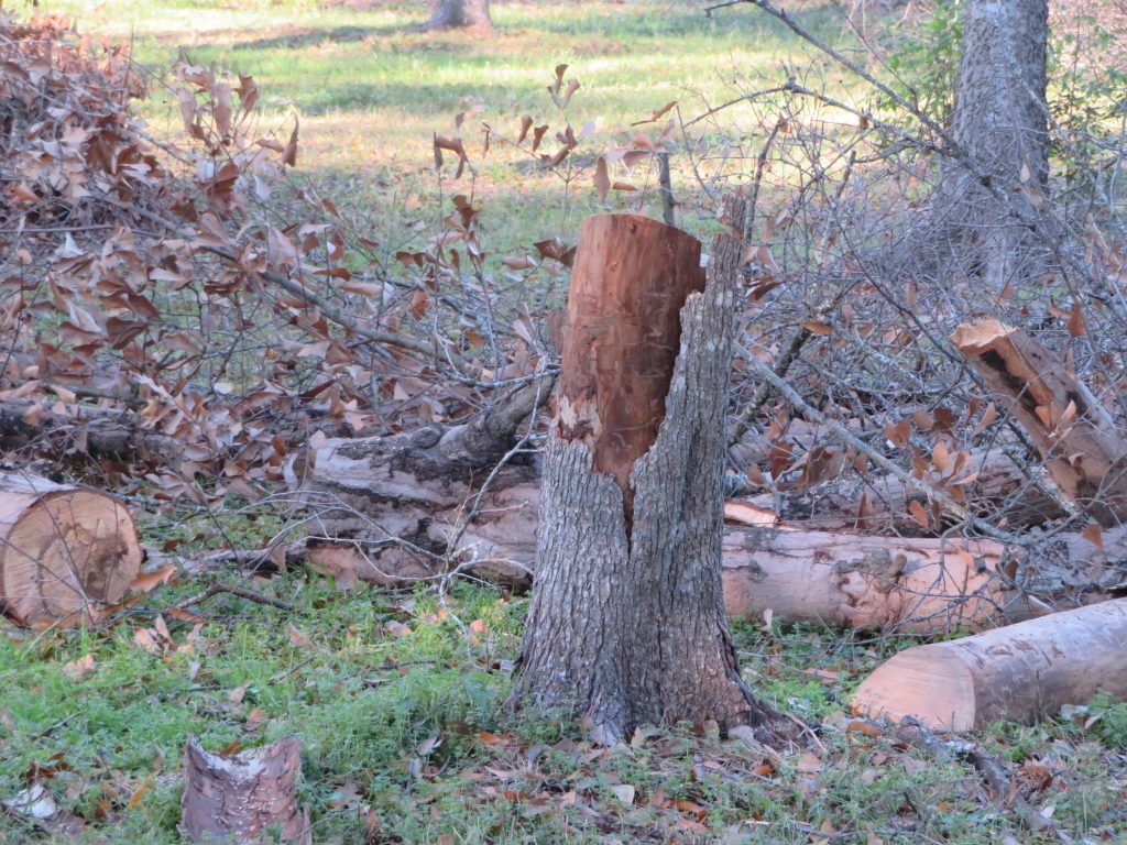 Tree stump from cut tree that has insect damage and is loosing its bark