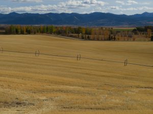 Field in the fall with sprinkler pipe running through