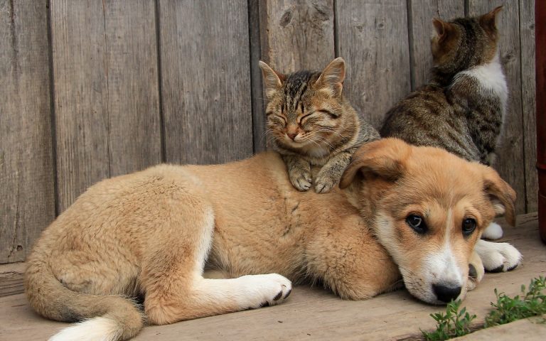 Dog and two cats