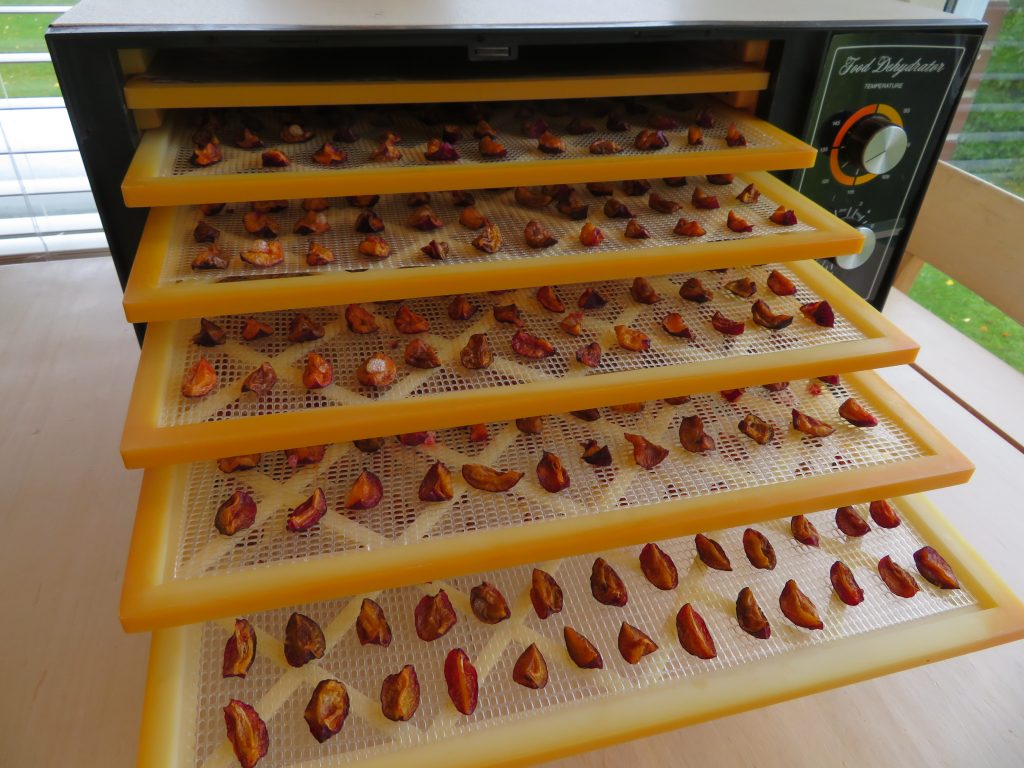 Dried plums on dehydrator trays