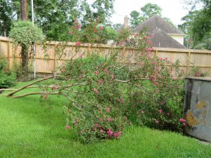 Crape Myrtle blown over by Hurricane Beryl